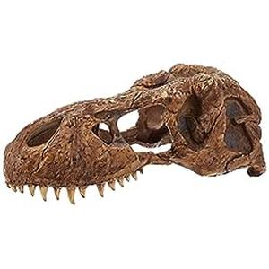 T-Rex Schedel – Decoratie