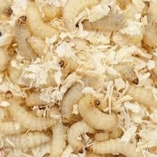 Wasmotten