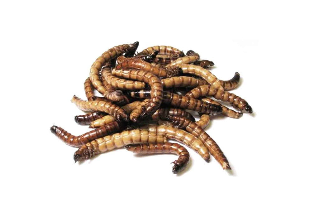 Moriowormen