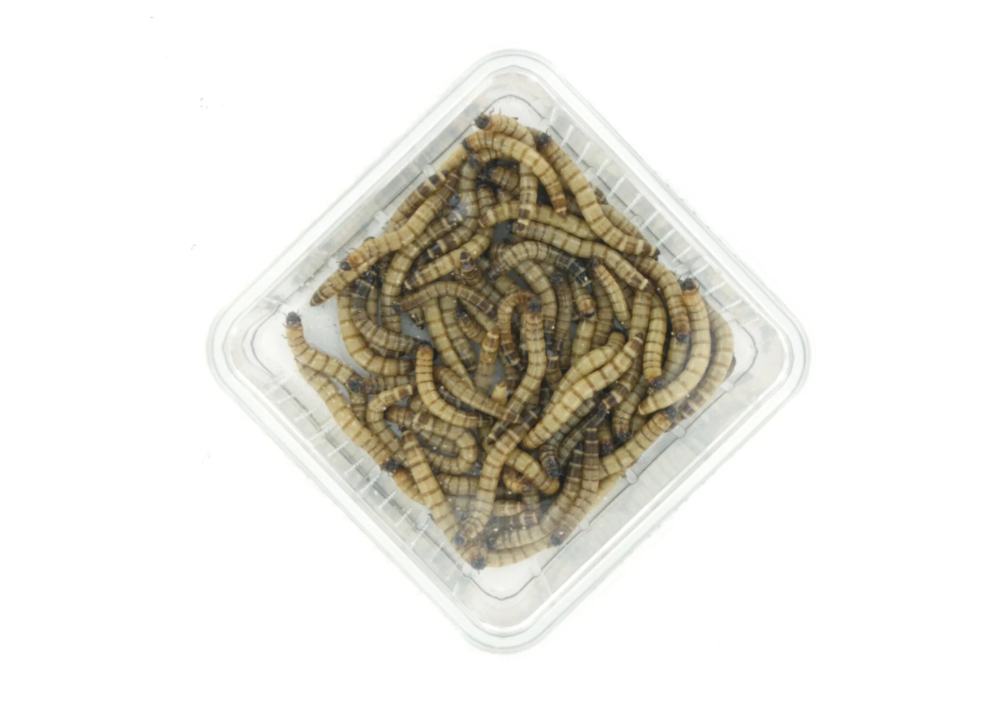 Moriowormen